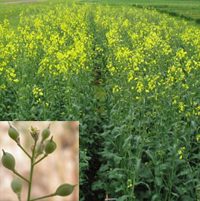 camelina plant for biofuel production