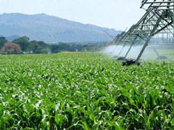 corn is an ethanol feedstock